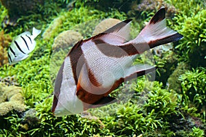 Colorful tropical fish