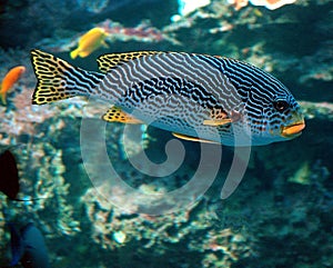 Colorful tropical fish