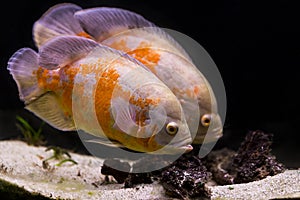 Colorful tropical fish in aquarium