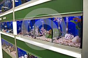 Colorful Tropical fish aquariums