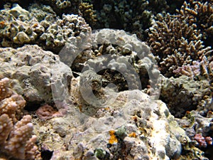 Colorful tropical fish on a coral reef, amazingly beautiful fairy world. In the coral gardens of the Red Sea.