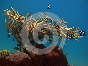 Colorful tropical fish on a coral reef, amazingly beautiful fairy world. In the coral gardens of the Red Sea.