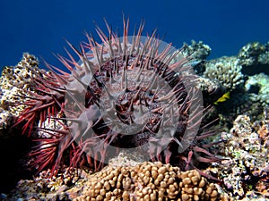 Colorful tropical fish on a coral reef, amazingly beautiful fairy world. In the coral gardens of the Red Sea.