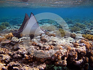 Colorful tropical fish on a coral reef, amazingly beautiful fairy world. In the coral gardens of the Red Sea.