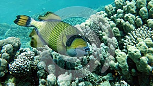 Colorful tropical fish on a coral reef, amazingly beautiful fairy world. In the coral gardens of the Red Sea.