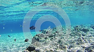 Colorful Tropical Fish on Coral Reefs Underwater in the Red Sea