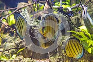 Colorful tropical fish