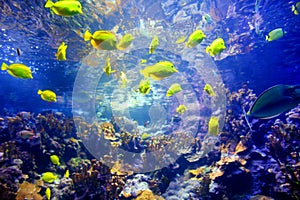 Colorful tropical fish living in coral reefs of Maui, Hawaii