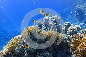 Colorful Tropical Fish In The Ocean. Raccoon Butterflyfish.