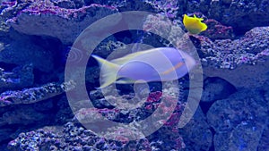 Colorful tropical fish swimming over rocky sea bottom