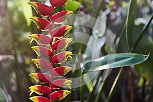 Colorful tropical flowers. Heliconia bihai Red palulu flower. Red color. photo