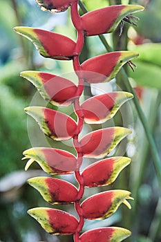 Colorful tropical flowers. Heliconia bihai Red palulu flower. Red color. photo