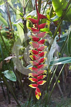 Colorful tropical flowers. Heliconia bihai Red palulu flower. Red color. photo