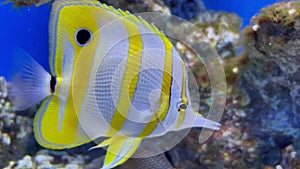 Colorful tropical helmon yellow fish swimming over rocky sea bottom