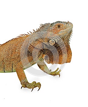 Colorful tropical iguana on white background