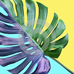 Colorful of tropical monstera leaves on pastel background.Nature and holiday summer concepts