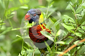 Colorful tropical parrot