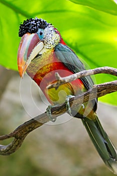 Tropical bird