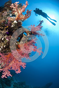 Colorful tropical reef with scuba diver sihouette.