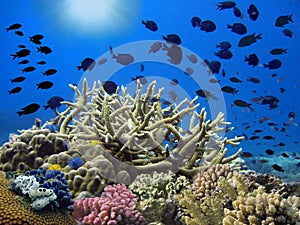 Colorful tropical reef with sun in the blue ocean