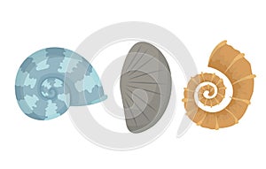 Colorful tropical sea shells underwater icon collection. Marine set cute stickers on the white background. Vector