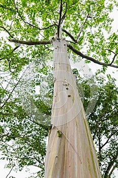 Colorful trunk of the Rainbow Eucalyptus tree.