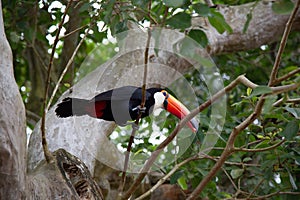 Colorful tucan