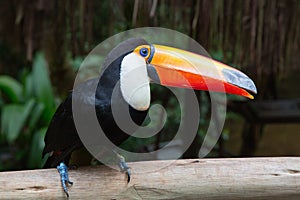 Colorful tucan