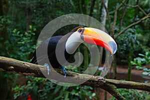 Colorful tucan