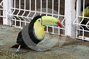 Colorful tucan