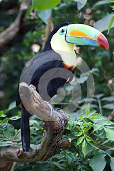Colorful Tucan