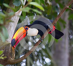 Colorful tucan