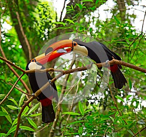 Colorful tucan