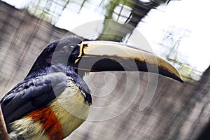 Colorful tucan in the aviary