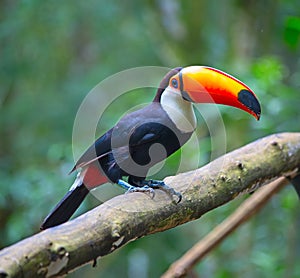 Colorful tucan photo