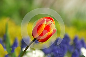 Vistoso tulipán 