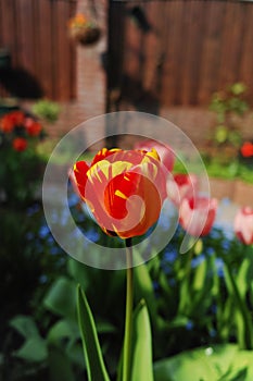 Colorful tulip with backgroung from Forget me not - spring blue