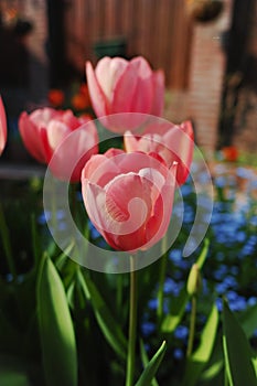 Colorful tulip with backgroung from Forget me not - spring blue