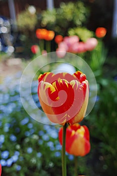 Colorful tulip with backgroung from Forget me not - spring blue