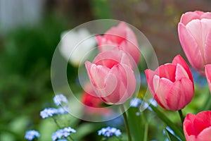 Colorful tulip with backgroung from Forget me not - spring blue