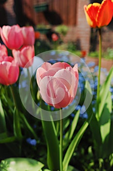 Colorful tulip with backgroung from Forget me not - spring blue