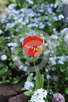 Colorful tulip with backgroung from Forget me not - spring blue