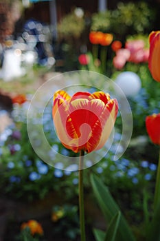 Colorful tulip with backgroung from Forget me not - spring blue