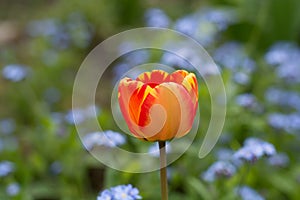 Colorful tulip with backgroung from Forget me not - spring blue