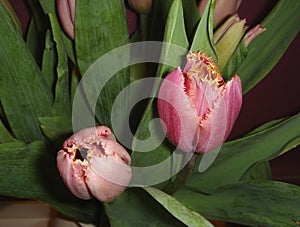 Colorful tulip bouquet