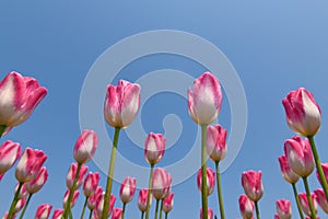 Colorful tulip with clear blue sky