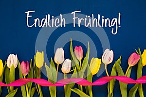 Colorful Tulip, Endlich Fruehling Means Finally Spring, Ribbon, Blue Background