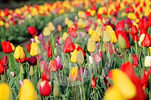 Colorful Tulip field