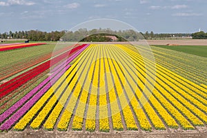 Colorful tulip field with electricity pylons in Dutch Noordoostpolder