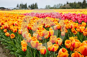 Colorful tulip field in Mount Vernon, Washington, USA